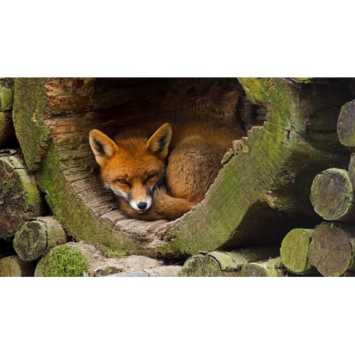 Pantalón Silvano Anti-espinos XXXL