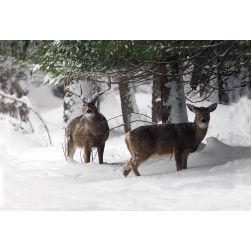 Guantes Lux Forest Talla L