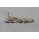 Reclamo digital Cass Creek Pato