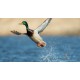Reclamo digital Cass Creek Pato
