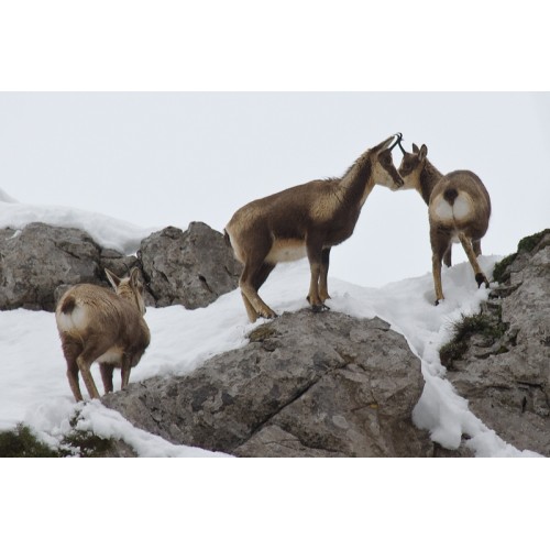 Visor Leupold VX-R 4-12x50 Retícula Iluminada Metric Fire Dot