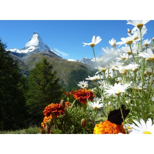 Bestard Mestral Lady Gore-tex