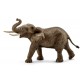 Schleich Elefante Africano Macho