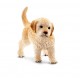 Schleich Cachorro de Labrador Dorado