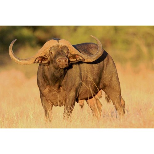 Sologne Munición 375 Holland and Holland Magnum 200gr