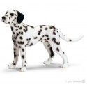 Dálmata Macho