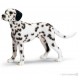 Dálmata Macho