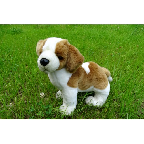 Hansa Perro cachorro