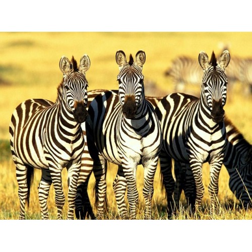 Tasco Binoculares Essentials 8x42 / 10x42