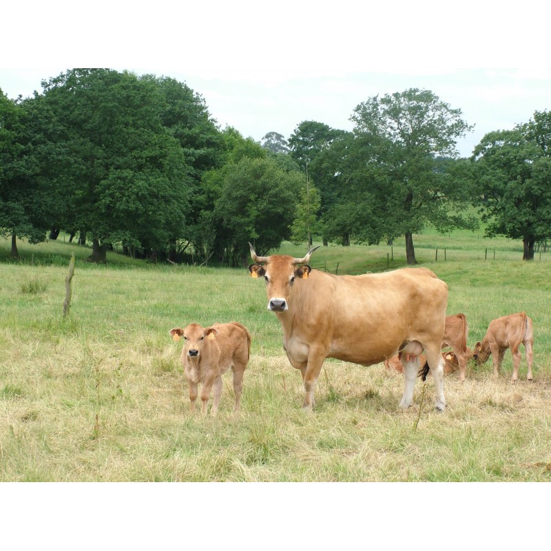 Fiocchi Munición Abate-reses