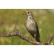 Multisound MP3 Digital Micro-Lit 24TR "aves"