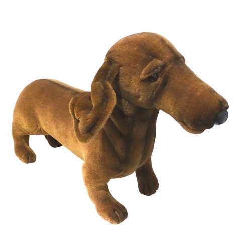 Hansa Teckel de pelo corto