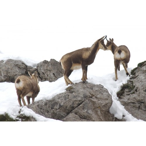 S 25C Bípode pivotante Top de Gama con patas de 13 1/2