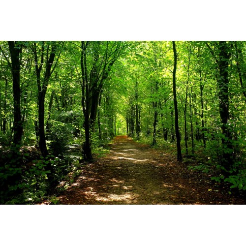 Chiruca Orfeo pantalón impermeable / transpirable