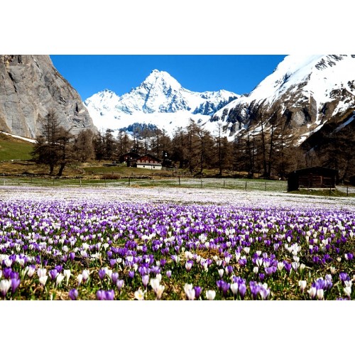 Grifone Sulphur Safari Pant T-M