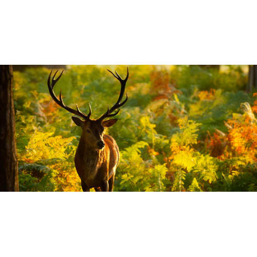 Balas Weatherby .240 Weatherby Magnum Spire Point 100 gr